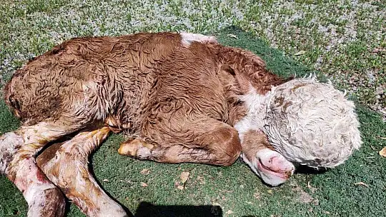 Elazığ'da yeni doğan buzağı şoke etti
