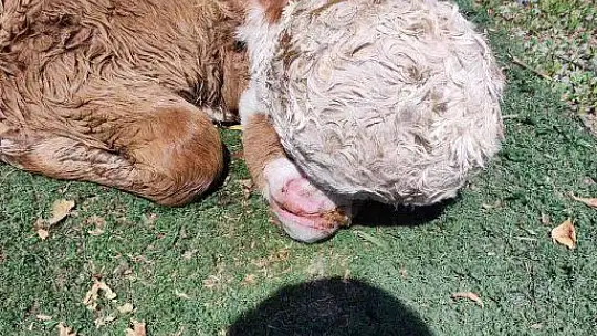 Elazığ'da yeni doğan buzağı şoke etti
