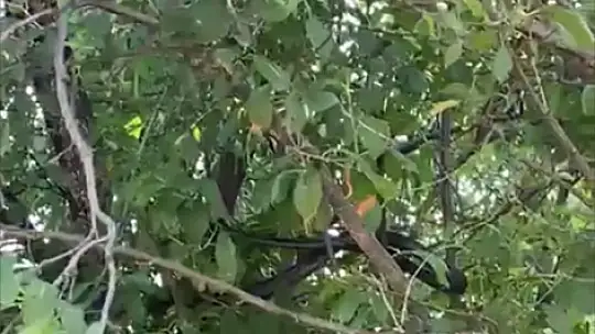 Elazığ'da yılanlar bir evi mesken tuttu