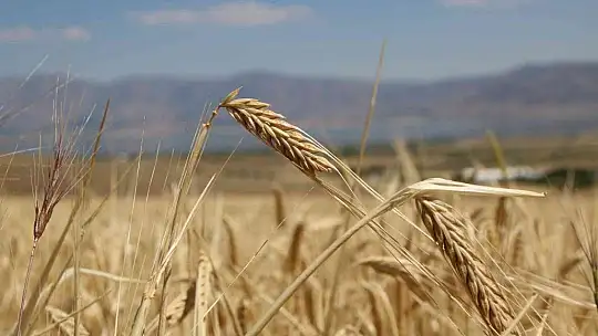 Elazığ'da yılın ilk arpa hasadı gerçekleştirildi