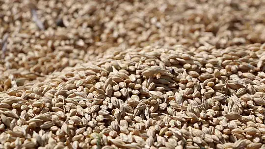 Elazığ'da yılın ilk arpa hasadı gerçekleştirildi