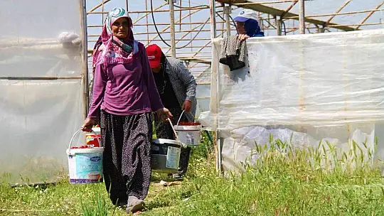 Elazığ'da yılın ilk örtü altı çilek hasadı başladı
