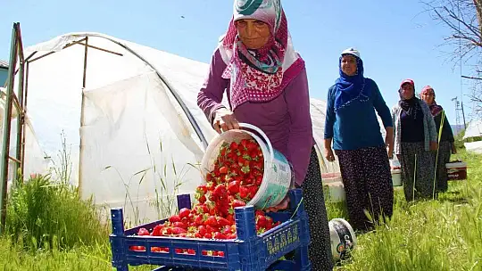 Elazığ'da yılın ilk örtü altı çilek hasadı başladı