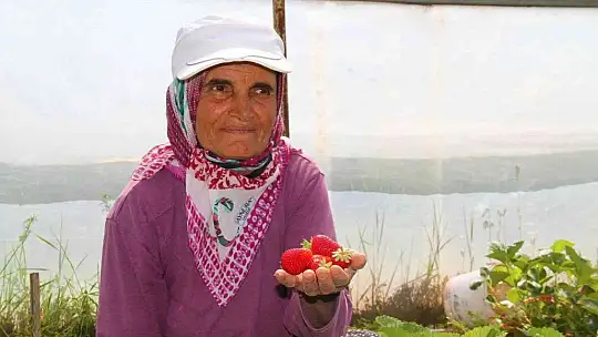 Elazığ'da yılın ilk örtü altı çilek hasadı başladı