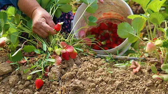 Elazığ'da yılın ilk örtü altı çilek hasadı başladı