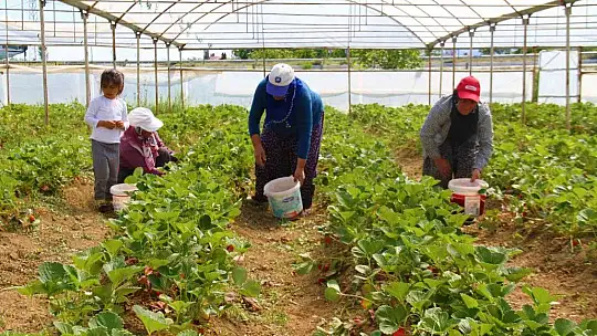 Elazığ'da yılın ilk örtü altı çilek hasadı başladı