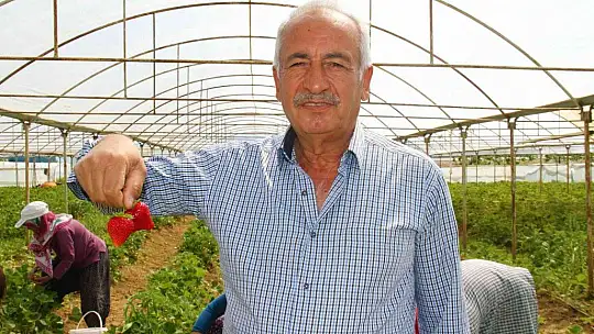 Elazığ'da yılın ilk örtü altı çilek hasadı başladı