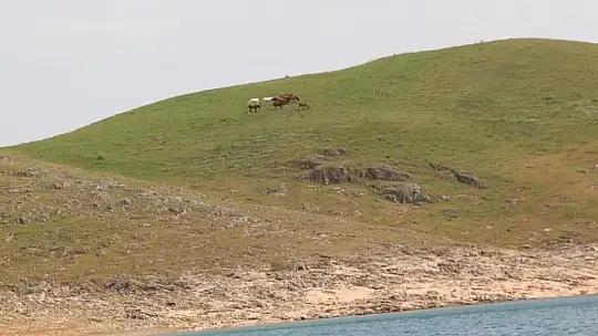Elazığ'da yılkı atları görüldü