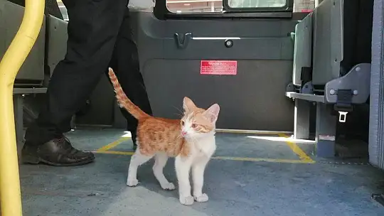 Elazığ'da yolcu gibi minibüse binen sevimli kedi şaşırttı
