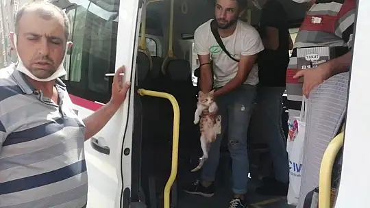 Elazığ'da yolcu gibi minibüse binen sevimli kedi şaşırttı