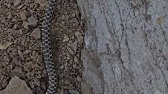 Elazığ'da zehirli kocabaş yılanı görüntülendi