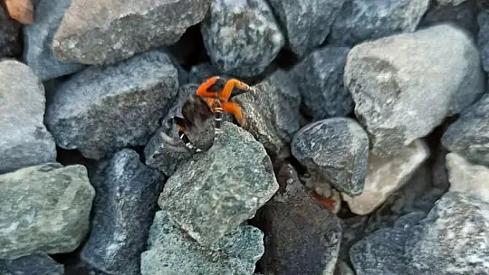 Elazığ'da zehirli uğur böceği görüntülendi