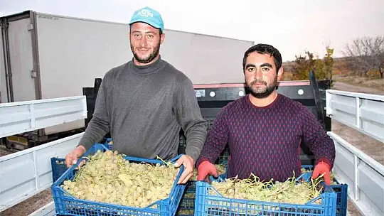 Elazığ'dan 8 ülkeye 3 bin ton üzüm ihracatı