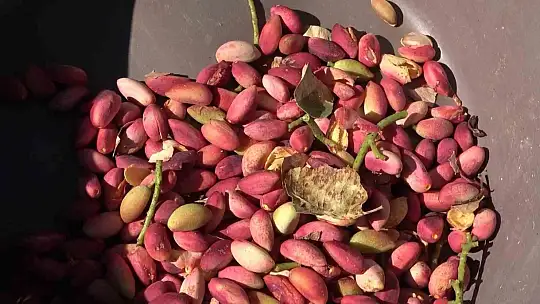 Elazığ'dan Gaziantep'e 'fıstıklı' gözdağı