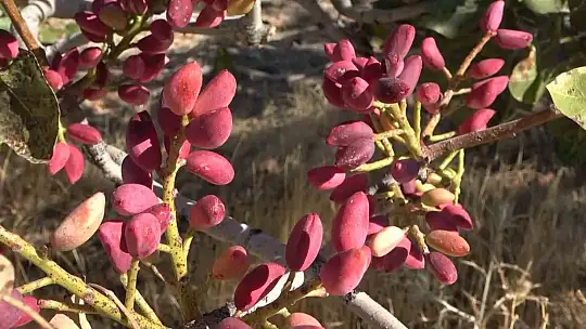 Elazığ'dan Gaziantep'e 'fıstıklı' gözdağı