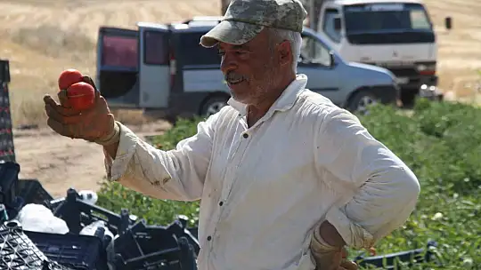 Elazığ domatesi dünya sofralarını renklendiriyor