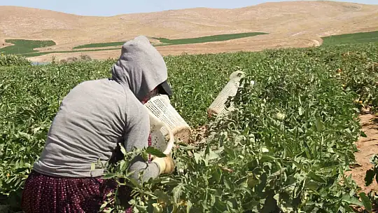 Elazığ domatesi dünya sofralarını renklendiriyor