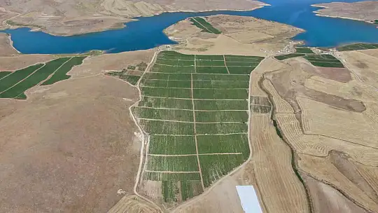 Elazığ domatesi dünya sofralarını renklendiriyor