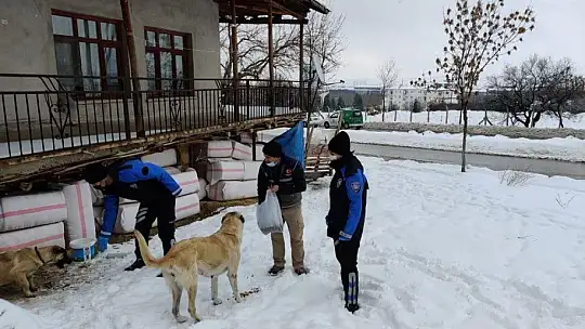 HAYDİ ekibi sokak hayvanlarını unutmadı