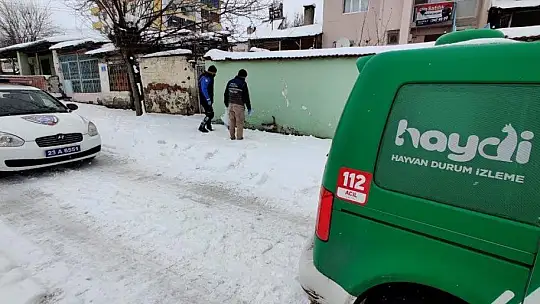 HAYDİ ekibi sokak hayvanlarını unutmadı