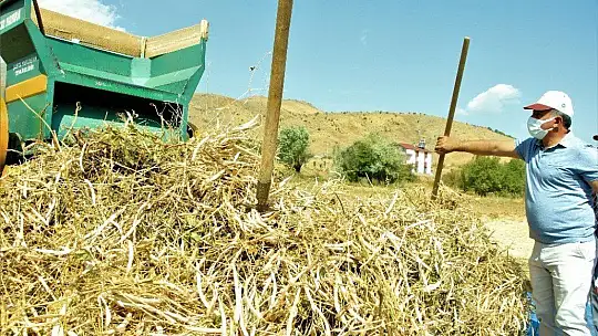Elazığ'ın 'Bermaz Ovası'nda kuru fasulye hasadı
