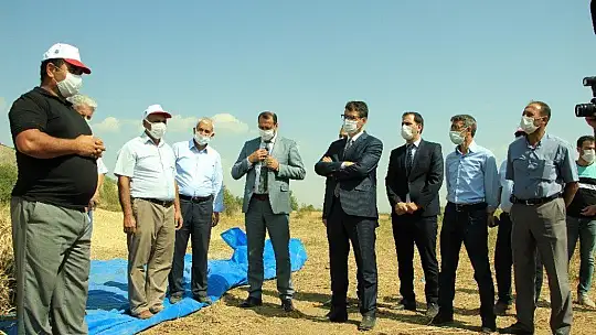 Elazığ'ın 'Bermaz Ovası'nda kuru fasulye hasadı