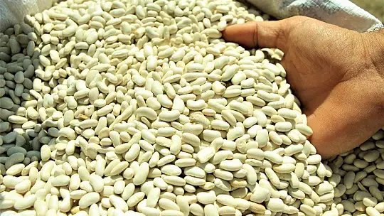 Elazığ'ın 'Bermaz Ovası'nda kuru fasulye hasadı