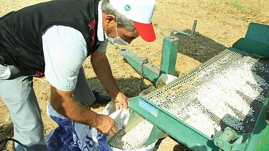 Elazığ'ın 'Bermaz Ovası'nda kuru fasulye hasadı