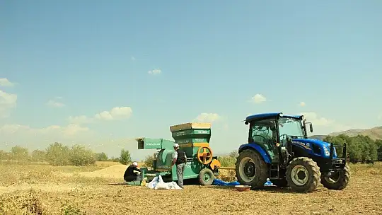 Elazığ'ın 'Bermaz Ovası'nda kuru fasulye hasadı