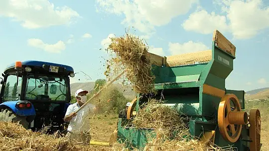 Elazığ'ın 'Bermaz Ovası'nda kuru fasulye hasadı