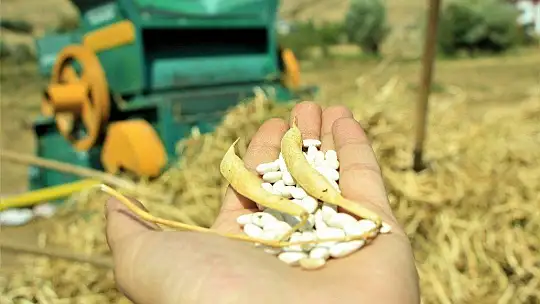 Elazığ'ın 'Bermaz Ovası'nda kuru fasulye hasadı