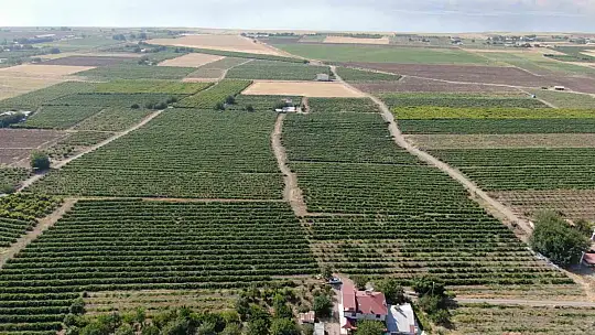 Elazığ'ın 'Hoş üzümü'nün hasadı başladı