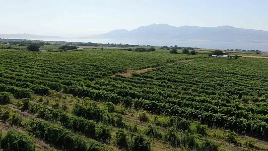 Elazığ'ın 'Hoş üzümü'nün hasadı başladı
