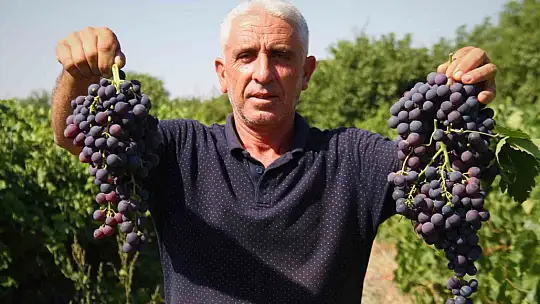Elazığ'ın 'Hoş üzümü'nün hasadı başladı