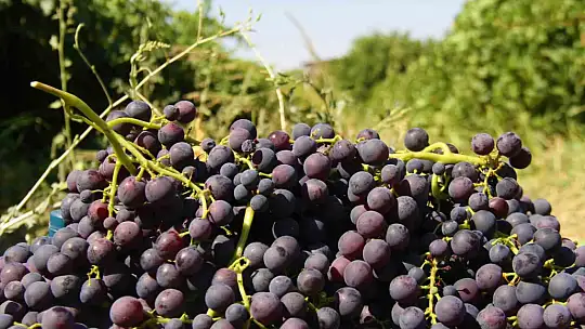 Elazığ'ın 'Hoş üzümü'nün hasadı başladı