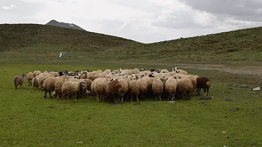 Elazığ'ın 2 bin rakımdaki kalp gölü Bervi kurudu, hayvanlara otlak oldu