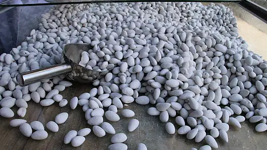 Elazığ'ın beyaz altını, Ramazan geldi üretimi de tüketimi de 10 kat arttı