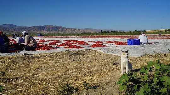 Elazığ'ın domatesi kurutulup dünyaya gönderiliyor