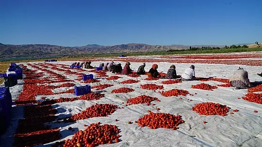Elazığ'ın domatesi kurutulup dünyaya gönderiliyor