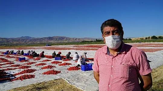 Elazığ'ın domatesi kurutulup dünyaya gönderiliyor