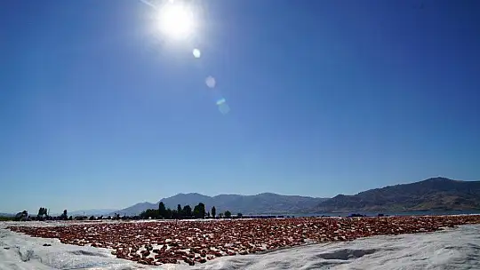 Elazığ'ın domatesi kurutulup dünyaya gönderiliyor