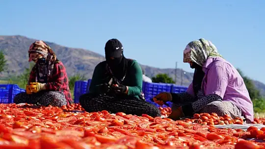 Elazığ'ın domatesi kurutulup dünyaya gönderiliyor