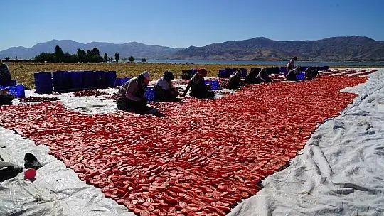 Elazığ'ın domatesi kurutulup dünyaya gönderiliyor