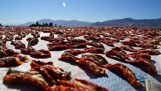 Elazığ'ın domatesi kurutulup dünyaya gönderiliyor