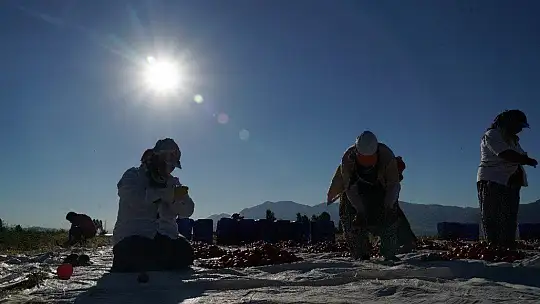 Elazığ'ın domatesi kurutulup dünyaya gönderiliyor