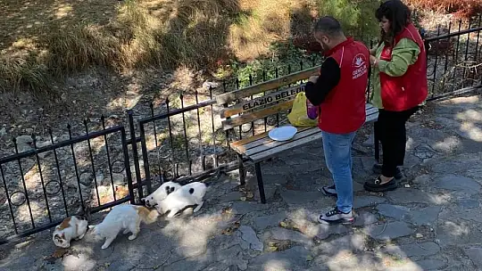 Elazığ'ın genç gönüllülerinden sokak hayvanlarına mama desteği