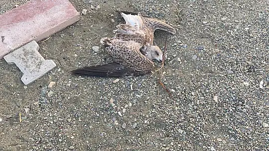 Elazığ'da korkutan martı ölümleri