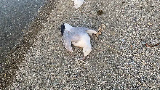 Elazığ'da korkutan martı ölümleri