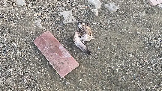 Elazığ'da korkutan martı ölümleri