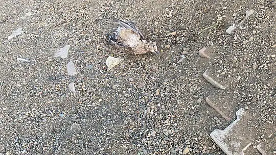 Elazığ'da korkutan martı ölümleri